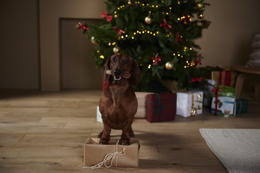 Christmas decoration montage with dog
